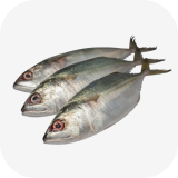 Ikan Kembung