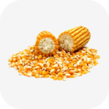 Jagung Pipilan Kering