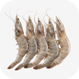 Udang